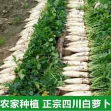四川农家自种白萝卜新鲜蔬菜甜脆不发糠不空心应季长萝卜
